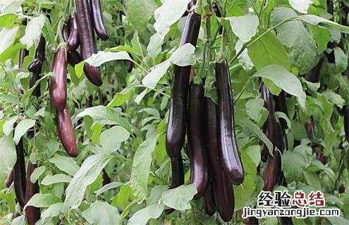 茄子的种类图片大全 茄子的常见种类及图片