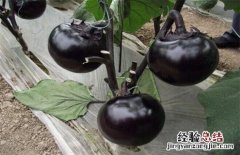 茄子的种类图片大全 茄子的常见种类及图片