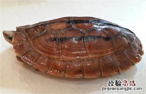 金钱龟图片及名称 金钱龟的图片介绍