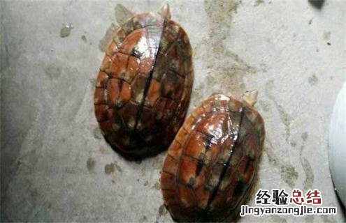 金钱龟图片及名称 金钱龟的图片介绍