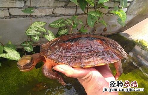 金钱龟图片及名称 金钱龟的图片介绍