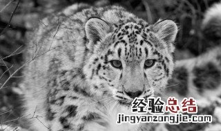 易地保护和就地保护的区别 易地保护和就地保护的区别是什么