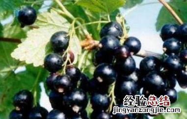 红加仑和黑加仑的区别 红加仑与黑加仑区别