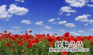 罂粟花为什么被称为罪恶之花的原因 罂粟花为什么被称为罪恶之花