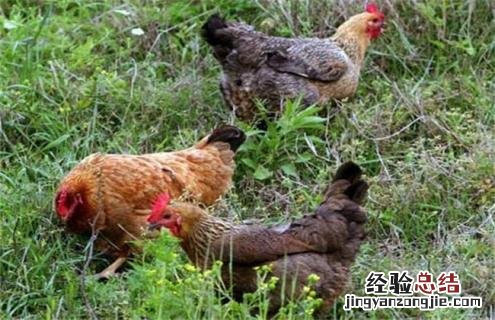 产肉好的肉鸡品种有哪些图片 产肉好的肉鸡品种有哪些