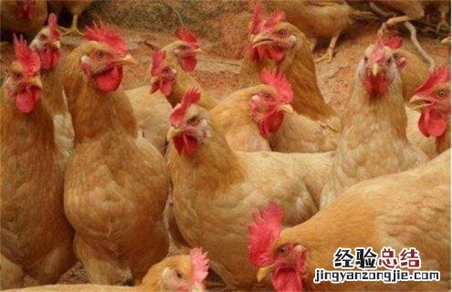 产肉好的肉鸡品种有哪些图片 产肉好的肉鸡品种有哪些