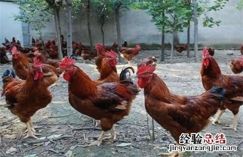 产肉好的肉鸡品种有哪些图片 产肉好的肉鸡品种有哪些