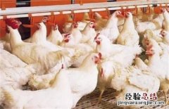 产肉好的肉鸡品种有哪些图片 产肉好的肉鸡品种有哪些