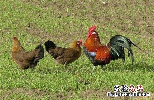 产肉好的肉鸡品种有哪些图片 产肉好的肉鸡品种有哪些