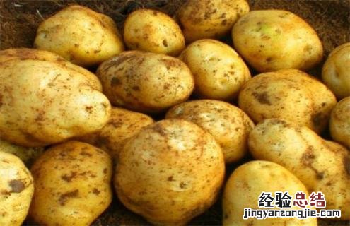 土豆常见的种类与图片介绍 土豆种类名称大全图片