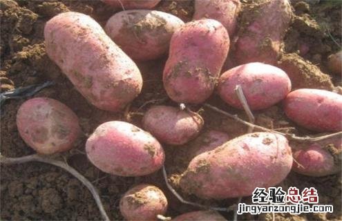 土豆常见的种类与图片介绍 土豆种类名称大全图片