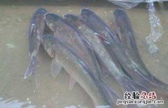 鲢鱼的常见种类及图片介绍 鲢鱼有几种图片