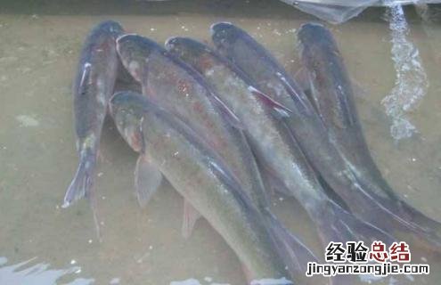 鲢鱼的常见种类及图片介绍 鲢鱼有几种图片