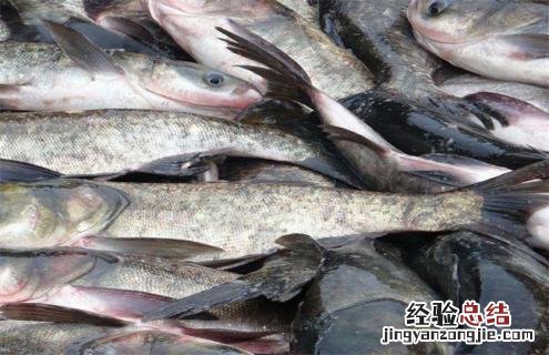鲢鱼的常见种类及图片介绍 鲢鱼有几种图片