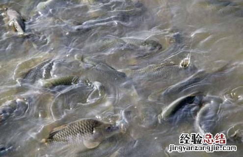 鲢鱼的常见种类及图片介绍 鲢鱼有几种图片