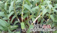 铁皮石斛家里种植方法 铁皮石斛家里种植方法视频