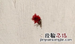 怎么去除墙上蚊子血 妙招清除墙上蚊子血