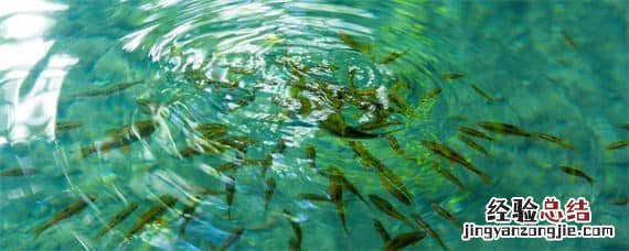鱼产卵是什么季节 鱼类什么时候产卵