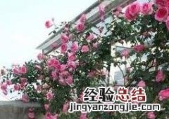 爬藤月季花的养殖方法和注意事项图片 爬藤月季花的养殖方法和注意事项