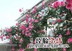爬藤月季花的养殖方法和注意事项图片 爬藤月季花的养殖方法和注意事项