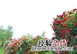 爬藤月季花的养殖方法和注意事项图片 爬藤月季花的养殖方法和注意事项