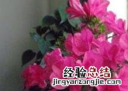 四季杜鹃花的养殖方法和注意事项视频 四季杜鹃花的养殖方法和注意事项