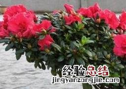 四季杜鹃花的养殖方法和注意事项视频 四季杜鹃花的养殖方法和注意事项