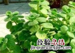 植物一抹香的养殖方法 一抹香的养殖方法和注意事项