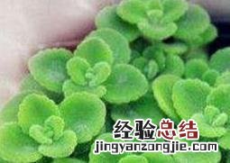 植物一抹香的养殖方法 一抹香的养殖方法和注意事项
