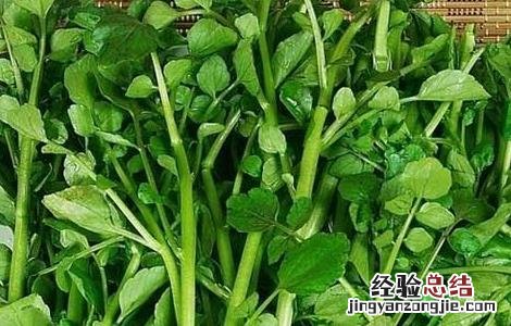 豆瓣菜的功效与作用图片 豆瓣菜的功效与作用