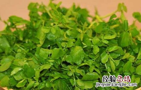 豆瓣菜的功效与作用图片 豆瓣菜的功效与作用