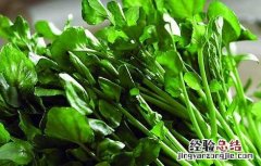 豆瓣菜的功效与作用图片 豆瓣菜的功效与作用