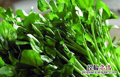 豆瓣菜的功效与作用图片 豆瓣菜的功效与作用