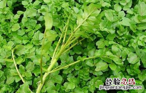 豆瓣菜的功效与作用图片 豆瓣菜的功效与作用