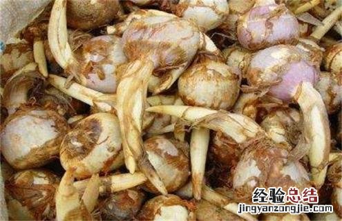 慈菇是什么样的 慈菇的常见品种与图片