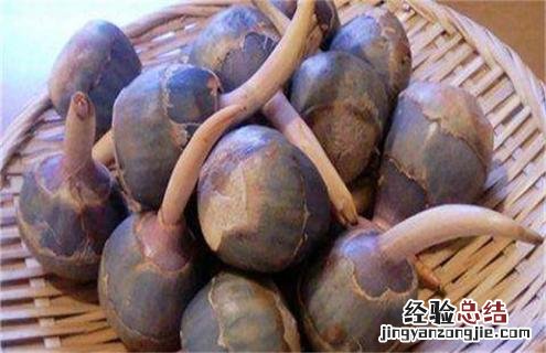 慈菇是什么样的 慈菇的常见品种与图片