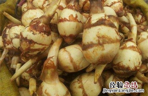 慈菇是什么样的 慈菇的常见品种与图片