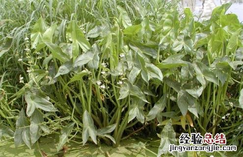 慈菇是什么样的 慈菇的常见品种与图片