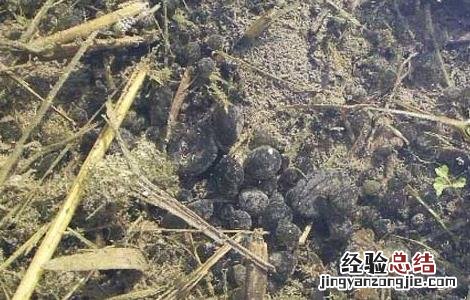 葛仙米的功效与作用 乐哈健康 葛仙米的功效与作用