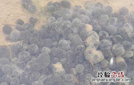 葛仙米的功效与作用 乐哈健康 葛仙米的功效与作用