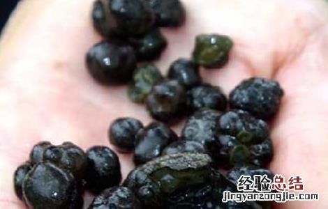 葛仙米的功效与作用 乐哈健康 葛仙米的功效与作用
