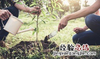 植树标语带修辞手法的句子 用修辞手法写植树节宣传标语