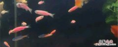 养鱼增氧泵一天开多久 养鱼增氧泵一天开几个小时