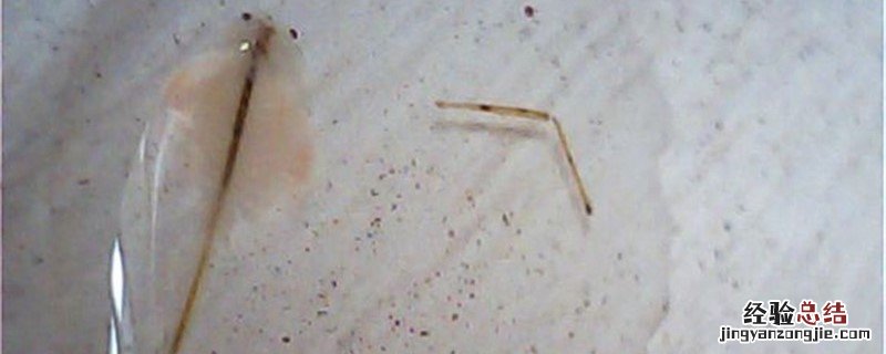 丰年虾孵化盐水比例 丰年虾孵化的盐水比例