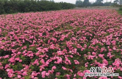月季常见品种及图片 月季常见品种及图片介绍