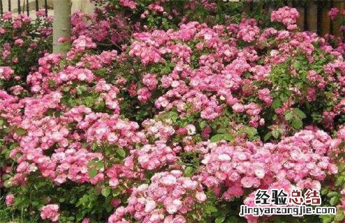月季常见品种及图片 月季常见品种及图片介绍