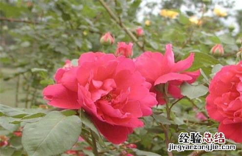 月季常见品种及图片 月季常见品种及图片介绍