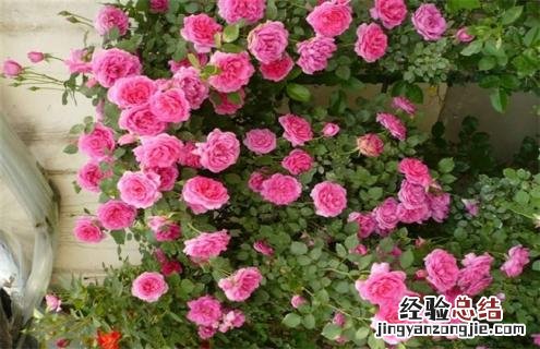 月季常见品种及图片 月季常见品种及图片介绍