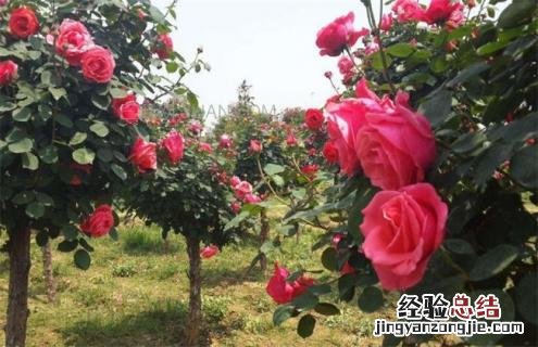 月季常见品种及图片 月季常见品种及图片介绍