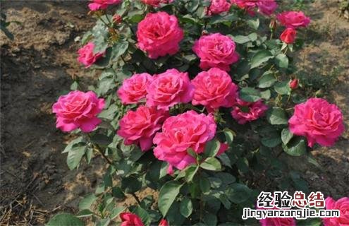 月季常见品种及图片 月季常见品种及图片介绍